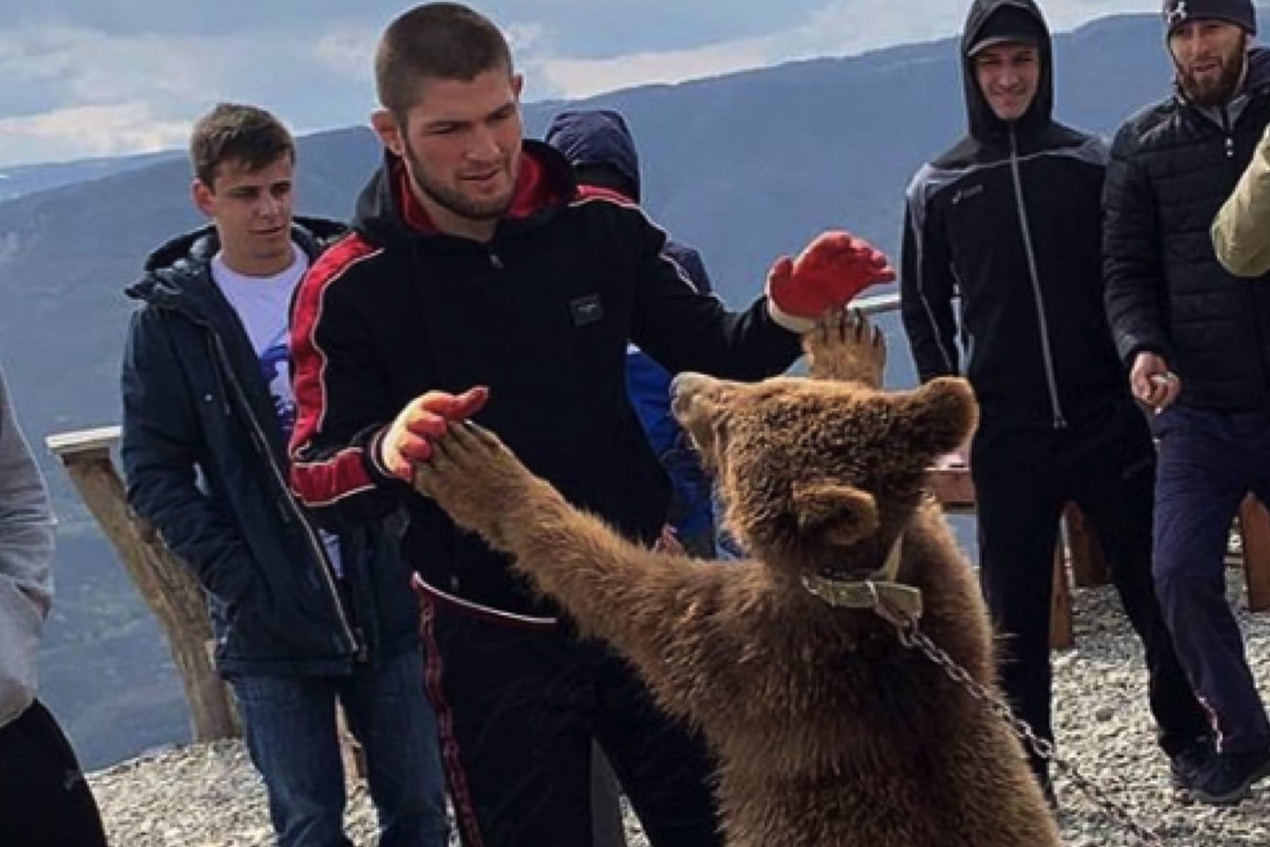 Video: Khabib Nurmagomedov Wrestles Another Bear1800 x 1200