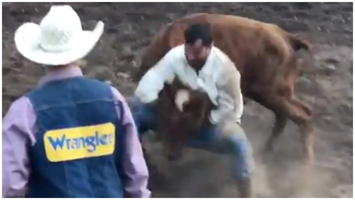 Luke Rockhold Grapples & Mounts Bull In Montana (Video)