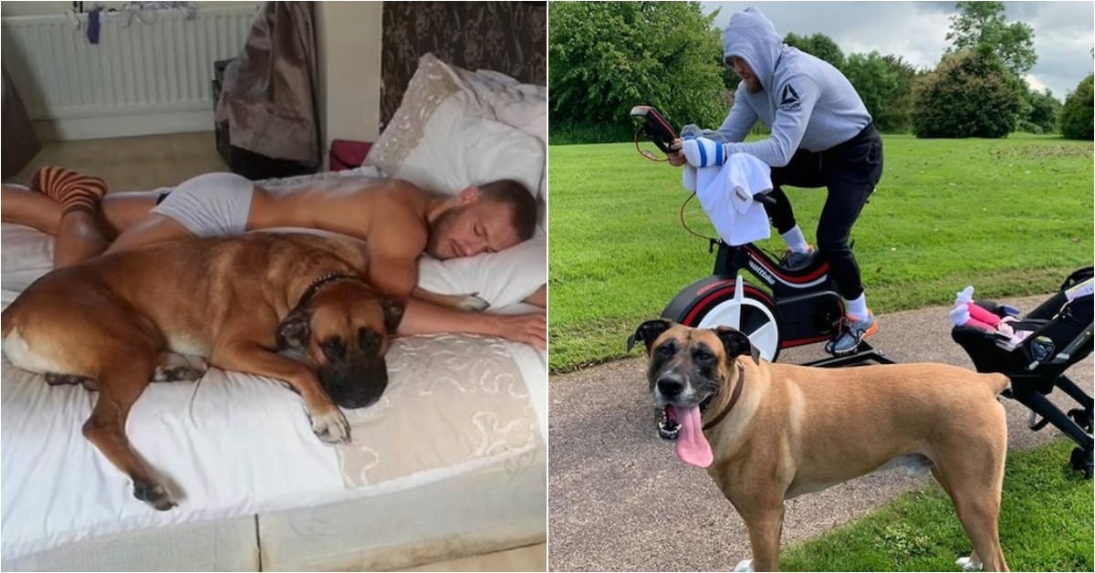 'Heartbroken' Conor McGregor Reveals Family Dog Hugo Passes Away 1 Conor McGregor