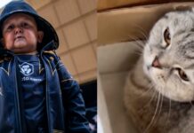 Hasbulla abusing pet cat punching pulling ear UFC social media