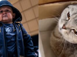 Hasbulla abusing pet cat punching pulling ear UFC social media