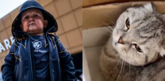 Hasbulla abusing pet cat punching pulling ear UFC social media