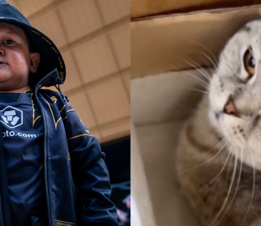 Hasbulla abusing pet cat punching pulling ear UFC social media