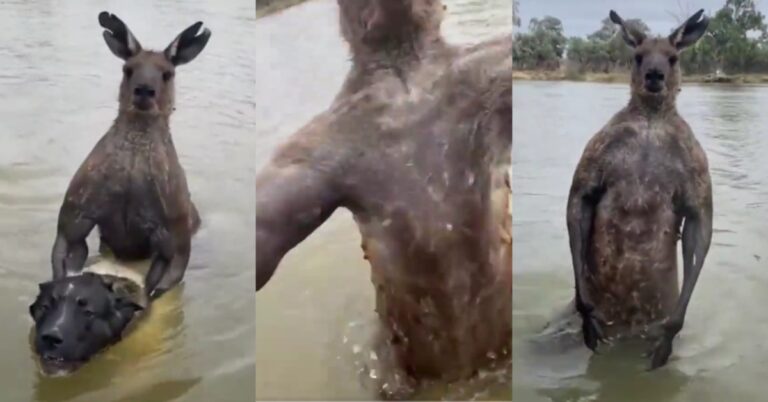 Video: Australian Jiu-Jitsu Black Belt punches Hulking 7-Foot tall Kangaroo to Save his dog