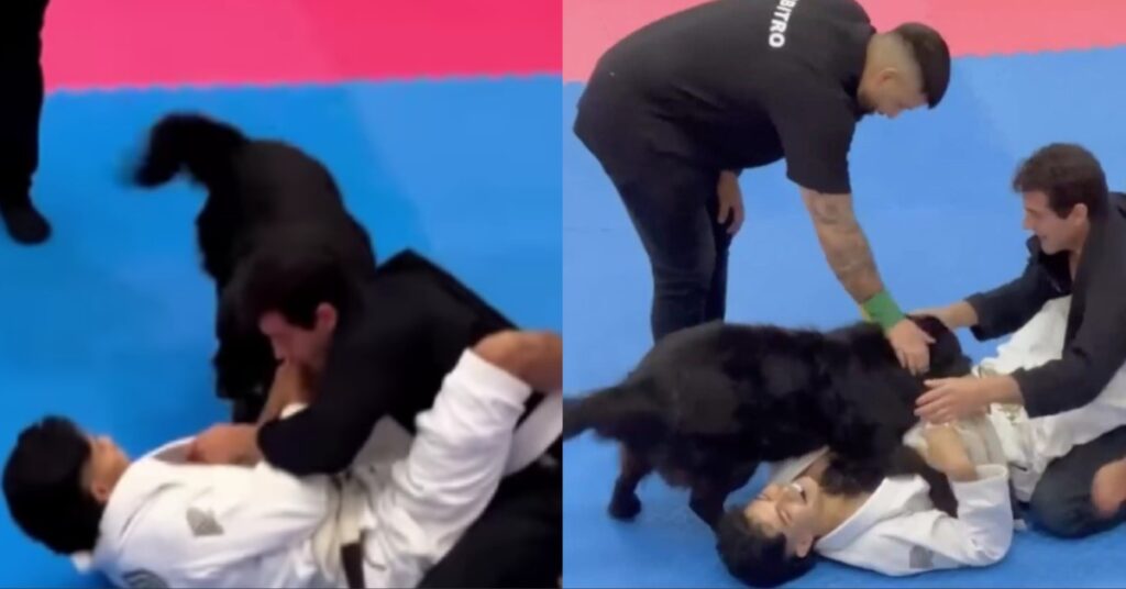Video - Dog tries to save his owner at jiu-jitsu competition: 'Everyone started clapping'
