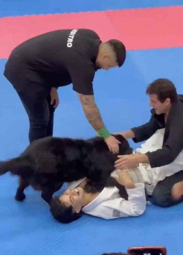 Dog saves owner at jiu-jitsu competition
