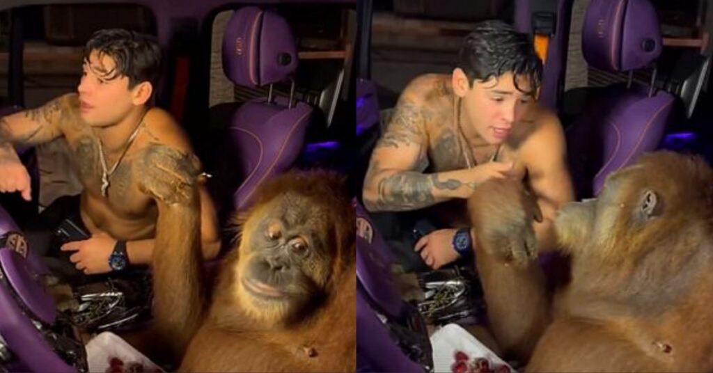 Video - Boxing star Ryan Garcia sings his new rap song to an orangutan just trying to enjoy his grapes