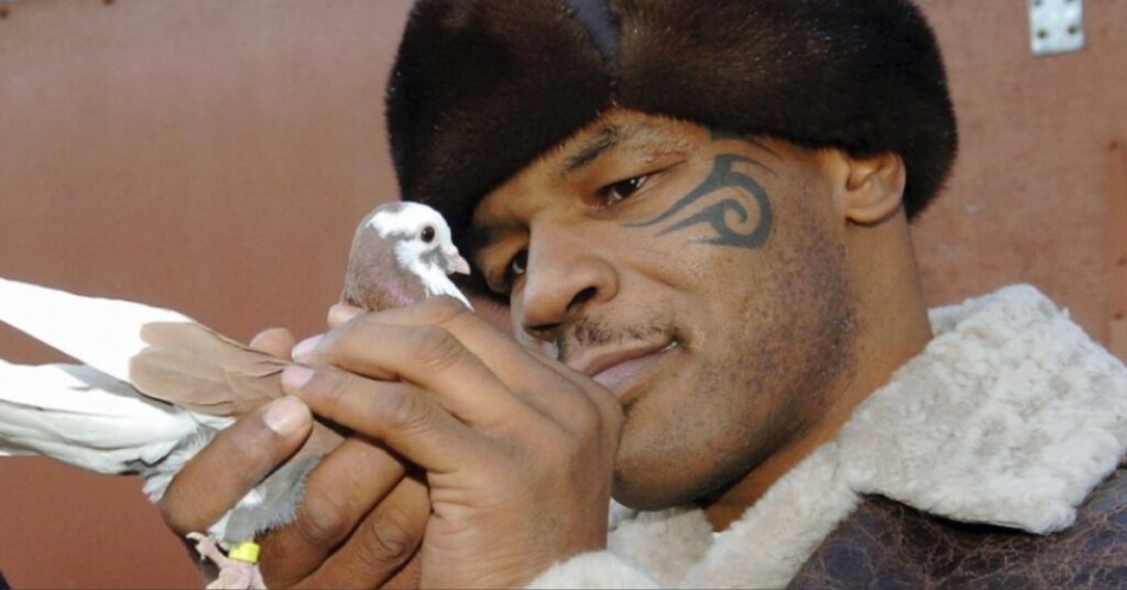 Mike Tyson's Cold Response to Jake Paul's Pigeon Gift Leaves Fans Stunned
