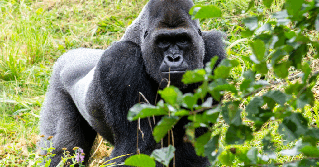 UFC Legend Breaks Down the Viral ‘100 Men vs. 1 Gorilla’ Debate "Speaks to how little people know" about the fight 2 gorilla