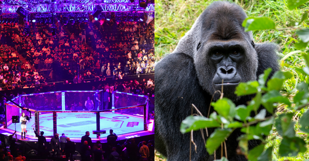 UFC Legend Breaks Down the Viral ‘100 Men vs. 1 Gorilla’ Debate “Speaks to how little people know” about the fight