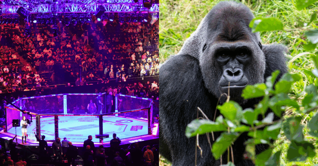 UFC Legend Breaks Down the Viral ‘100 Men vs. 1 Gorilla’ Debate "Speaks to how little people know."
