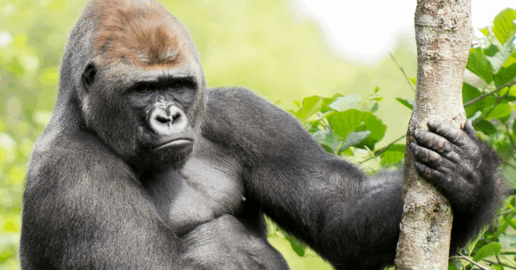 UFC Legend Breaks Down the Viral ‘100 Men vs. 1 Gorilla’ Debate "Speaks to how little people know" about the fight 4 gorilla
